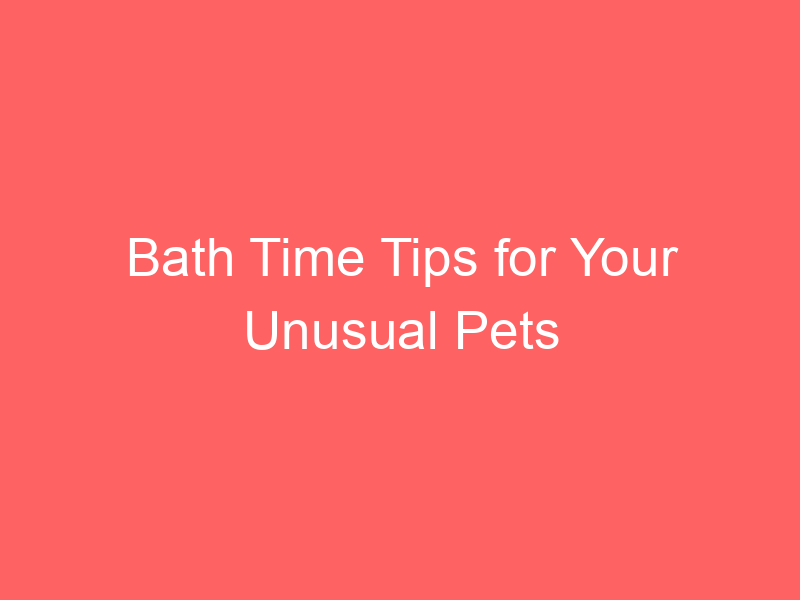 Bath Time Tips for Your Unusual Pets