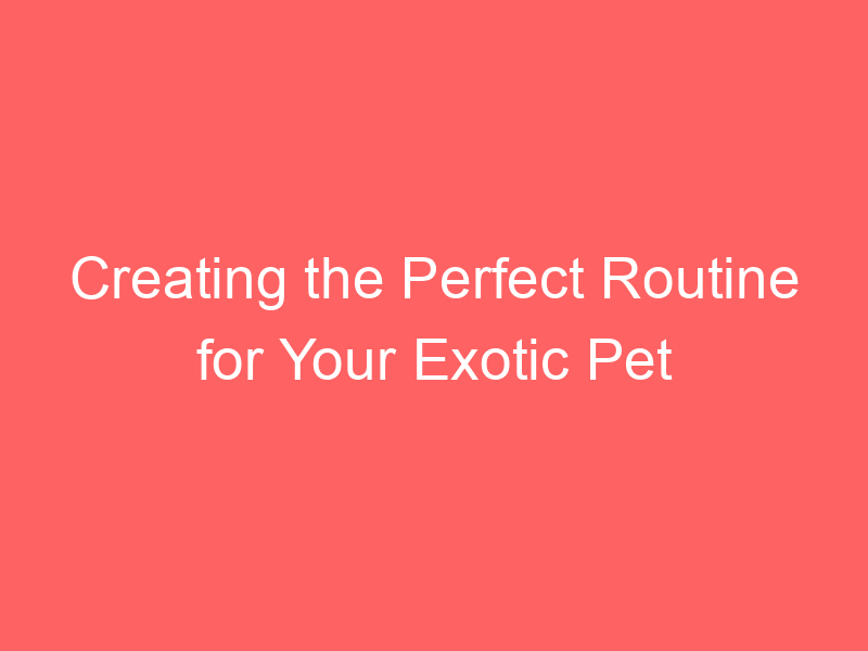 Creating the Perfect Routine for Your Exotic Pet